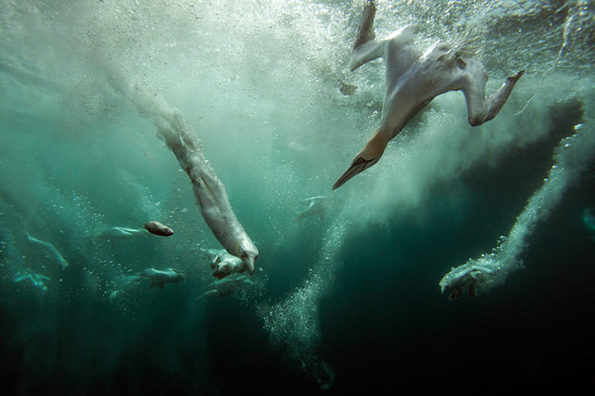 Snímek Gannet Jacuzzi vítěze celé soutěže i ceny za námořní a pobřežní fotografii Dr. Matta Doggetta.