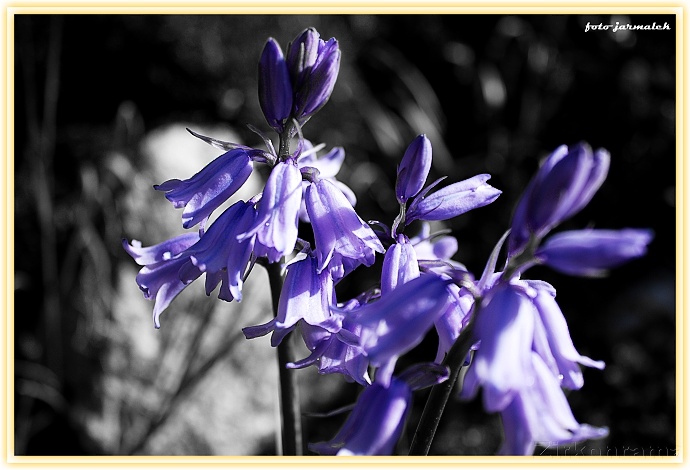Das Hauptmotiv in Farbe, die Umgebung schwarzweiß. Eine perfekte Lösung, um die violetten Glöckchen noch besser zur Geltung zu bringen. Autor: Zirkonrama