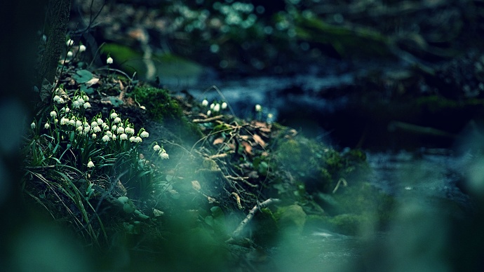 Eine sehr schöne Bildgestaltung. Das verschwommene Gras im Vordergrund verleiht dem Foto ein originelles Ausmaß, der dunkle Hintergrund wiederum einen geheimnisvollen Unterton. Autor: Roman Hudec