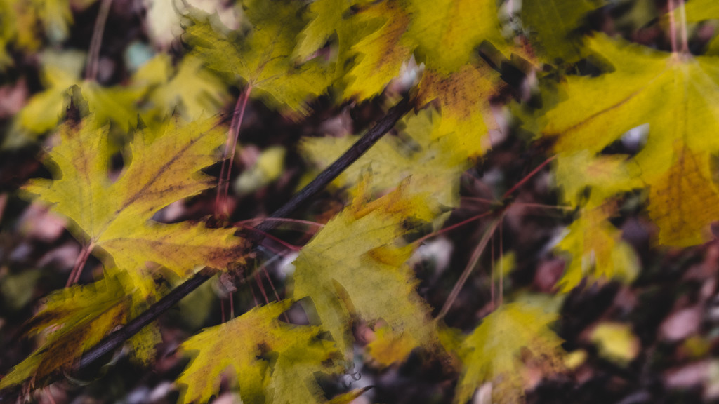 Fujifilm X-E2, Fujifilm XC 16-50mm f-3.5-5.6 OIS, 1/8 s, f/10, ISO 250, ohnisko 50 mm Švenkováním podél výrazných linií, v tomto případě větvě, zachováte jejich tvar a častečně i ostrost.
