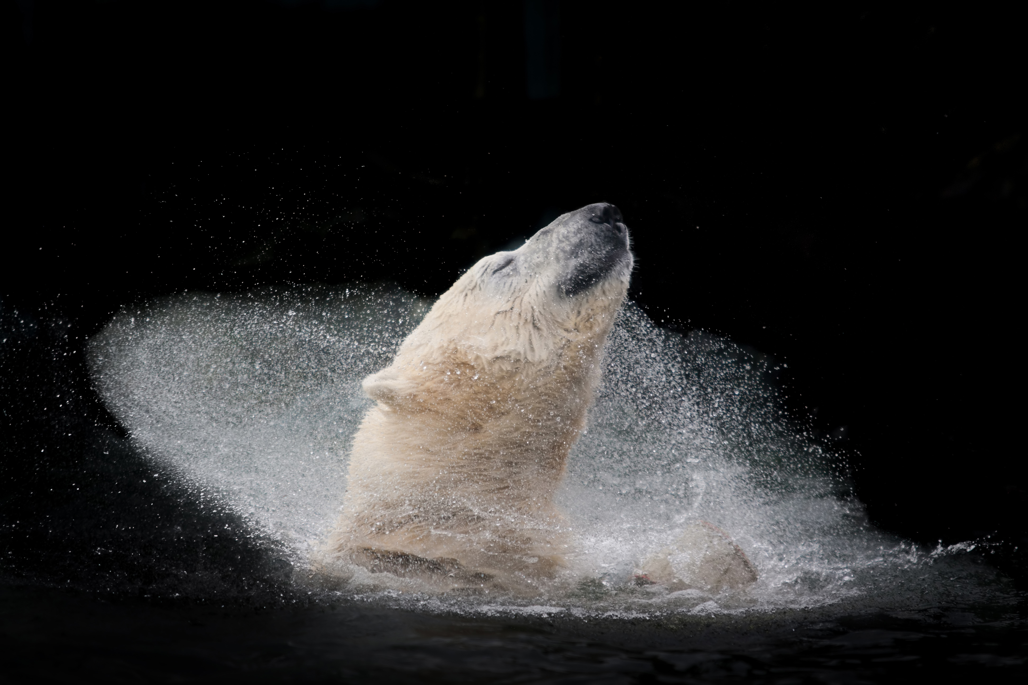A polar bear enjoying his bath.jpg