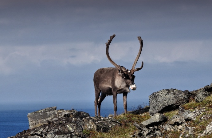 Na Severní mys pevninské Evropy, v norštině Nordkapp, se lidé v létě jezdí dívat i na půlnoční slunce. Natrefit tam můžete i na soby. Autor: sVu