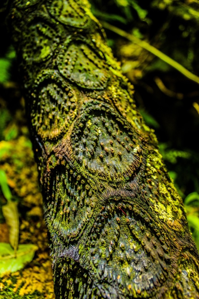 Také novozélandská flóra je pro nás Středoevropany natolik nezvyklá, že jen málokdo odjede domů bez fotografie nějakého zajímavého přírodního detailu. Foto: Leon Marino