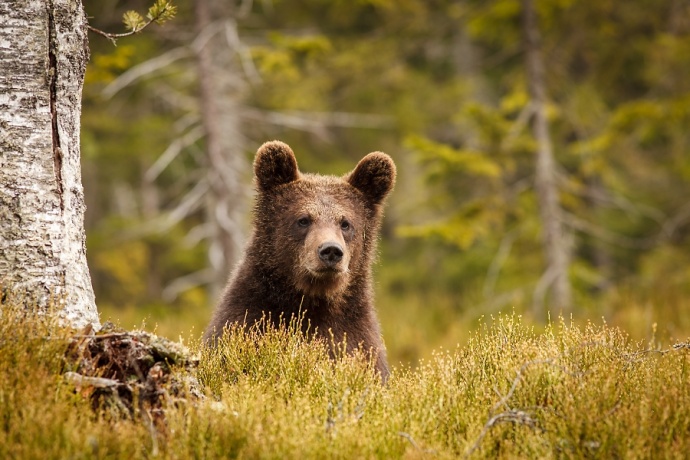 Jeden při pohledu na medvěda bere nohy na ramena, druhý vytahuje fotoaparát. Velmi zdařilá fotka! Foto: Petr Čunek