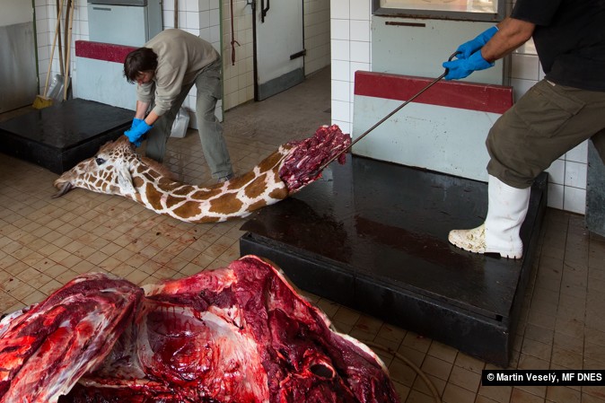 priroda_serie_900_martin_vesely_ambulance_v_zoo_001-1476657483