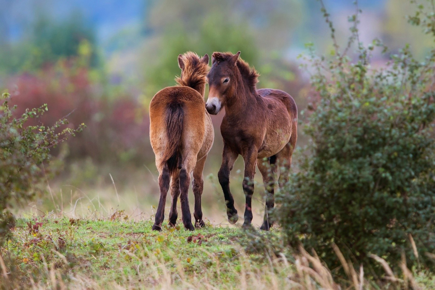 Exmoorští ponyové. Fotografie je pořízená brzy ráno za šera, proto jsem nastavila vyšší ISO. Vzhledem k pohybu koní bylo třeba použít i krátký čas. Clona byla nastavená na f/5, tím došlo k rozostření pozadí, a koně krásně vynikli. Nikon D800, Nikon 600/4, 1/800 s, f/5, ISO 640, ohnisko 600 mm