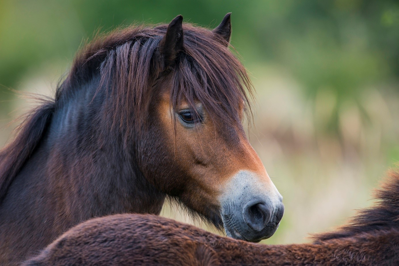 Portrét koně. Nikon D800, Nikon 600/4, 1/320 s, f/8, ISO 640, ohnisko 600 mm