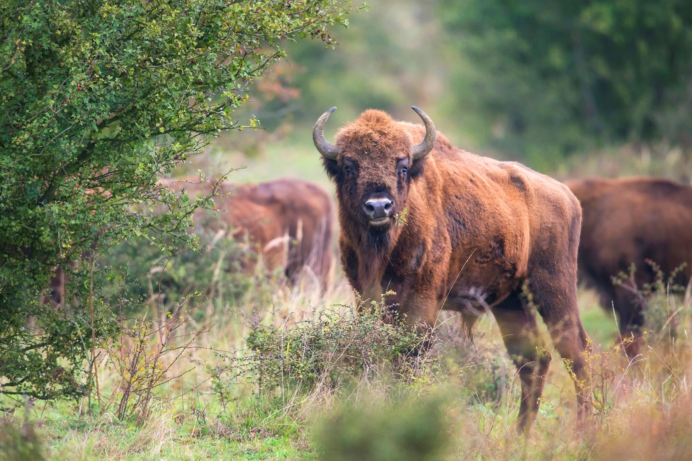 Mladý býk zubra evropského. Nikon D800, Nikon 600/4, 1/200 s, f/4, ISO 1250, ohnisko 600 mm