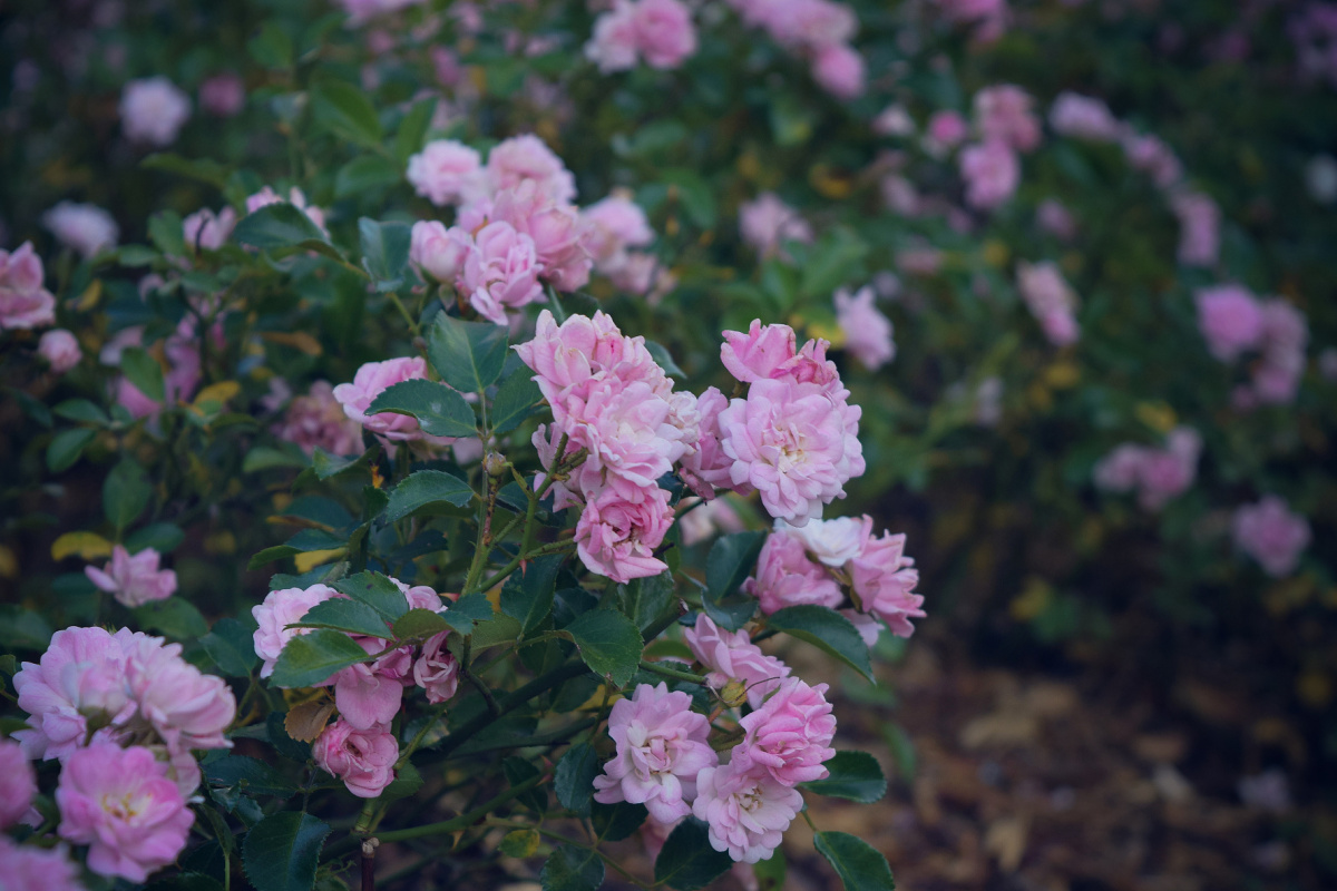 Původní fotografie růží. Nikon D3300, AF-S NIKKOR 18-55 mm 1:3.5-5.6 G II, 1/250 s, f/5.6, ISO 200, ohnisko 55 mm