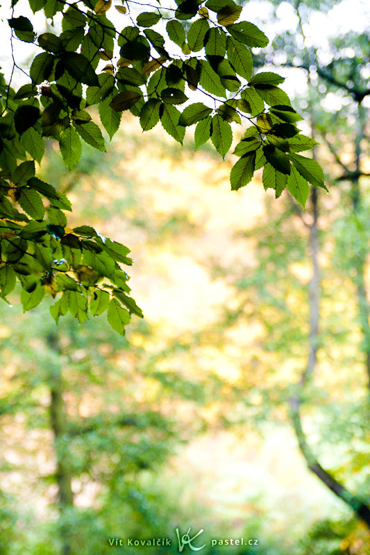 Zaostřením na blízko dostaneme fotku, která by se dobře hodila třeba jako podklad pro podzimní oznámení. Canon 40D, Sigma 18-50 mm F2,8, 1/50 s, F2,8, ISO 400, ohnisko 50 mm.jpg