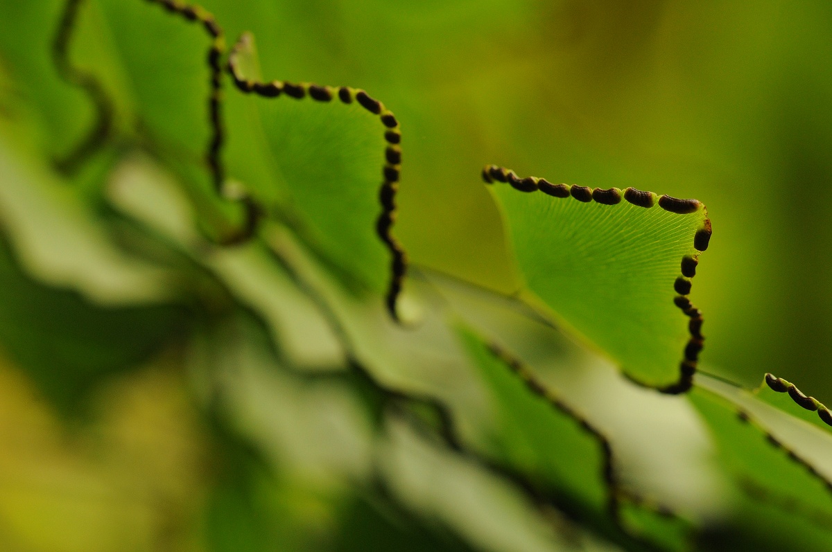 Kapradiana Adianthum peruvianum. Nikon D300S, Sigma 150 mm F2,8 EX APO DG HSM Macro, 1/200 s, F4, ISO 640.jpg