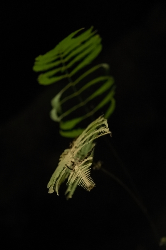Kapradina. Nikon D300s, AF-S Nikkor 16–85 mm F3,5–5,6G ED VR DX, 1/40 s, F5,6, ISO 1000, ohnisko 85 mm.