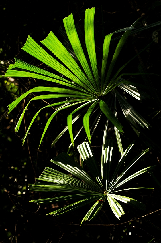 Osvětlené palmové listy. Nikon D300s, Sigma 150 mm F2,8 EX APO DG HSM Macro, 1/1000 s, F6,3, ISO 800.jpg