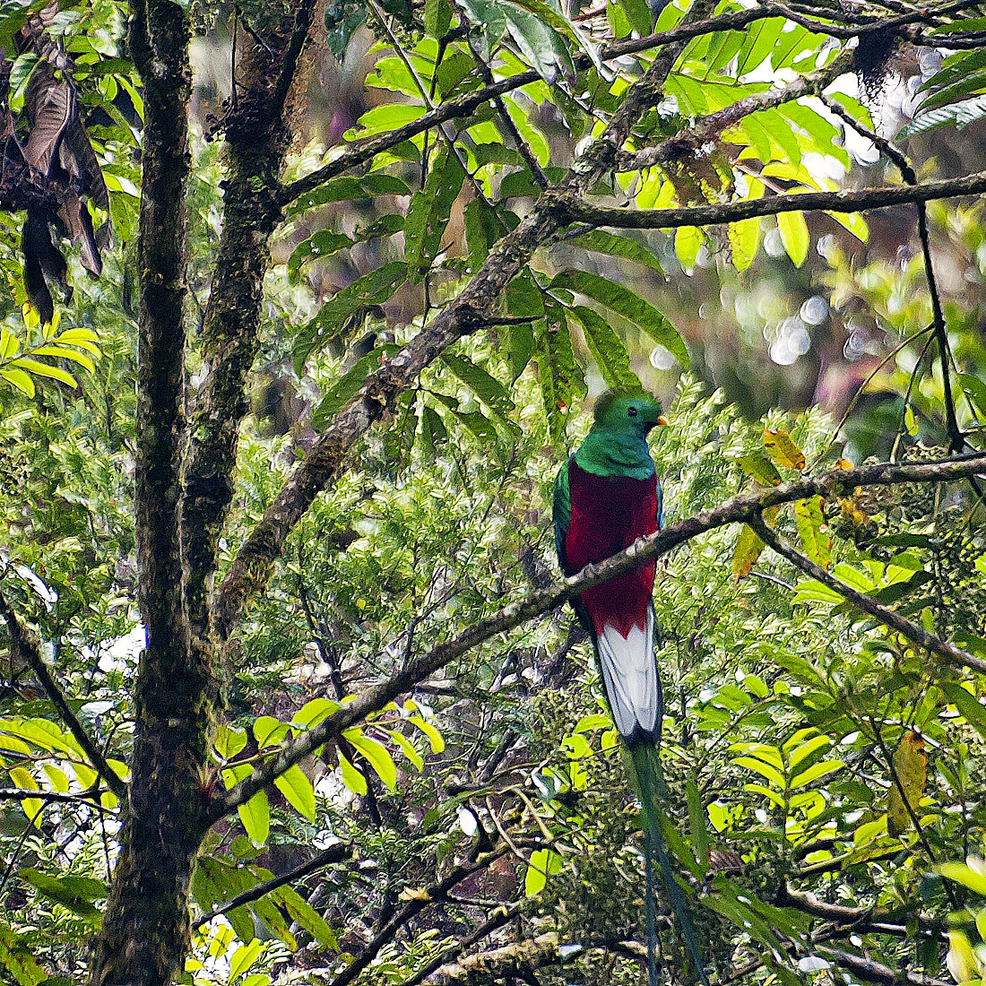 Kvesal chocholatý v NP Los Quetzalos, foto: Jakub Hrádek. Pentax K20D, Sigma 70–300 mm APO DG Macro Super, 1/30 s, F5,6, ISO 800, ohnisko 300 mm.jpg