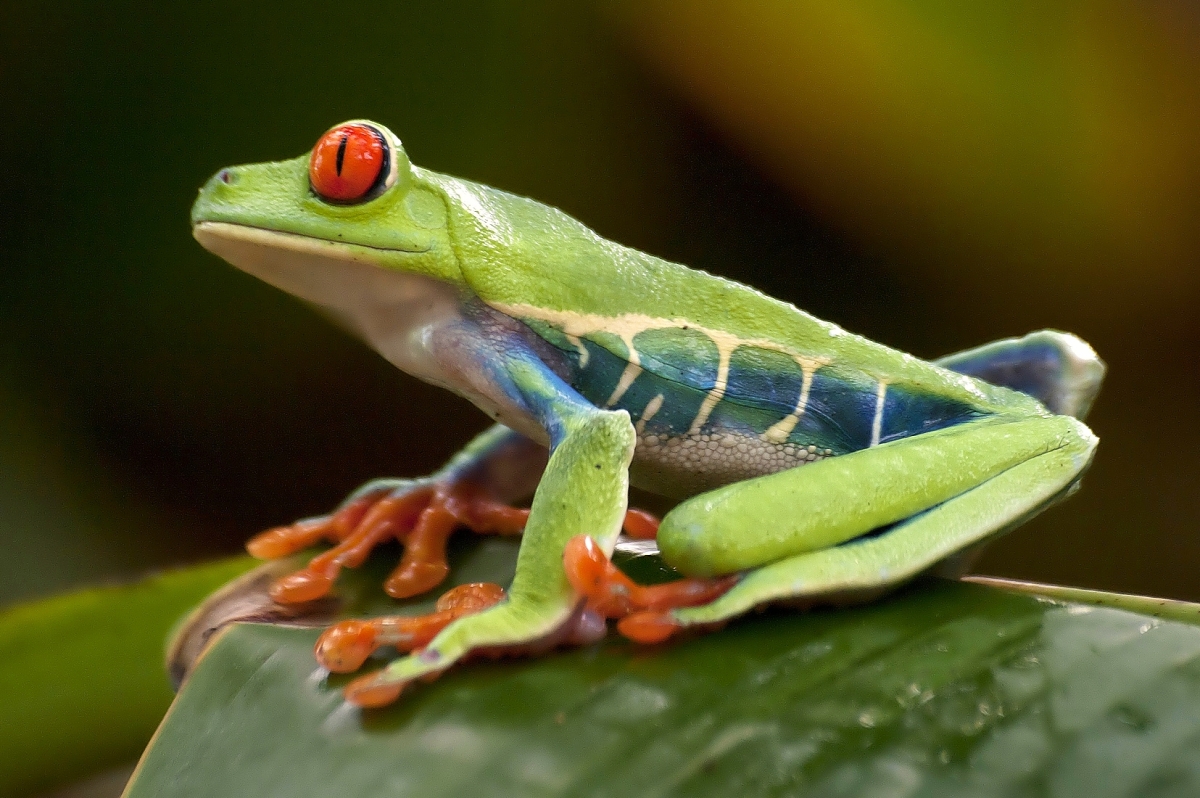 Listová žába Red eyed leaf frog v Arenal Natura Ecopark, foto: Jakub Hrádek. Pentax K20D, Sigma 70–300 mm APO DG Macro Super, 0,3 s, F8,0, ISO 800, ohnisko 300 mm.