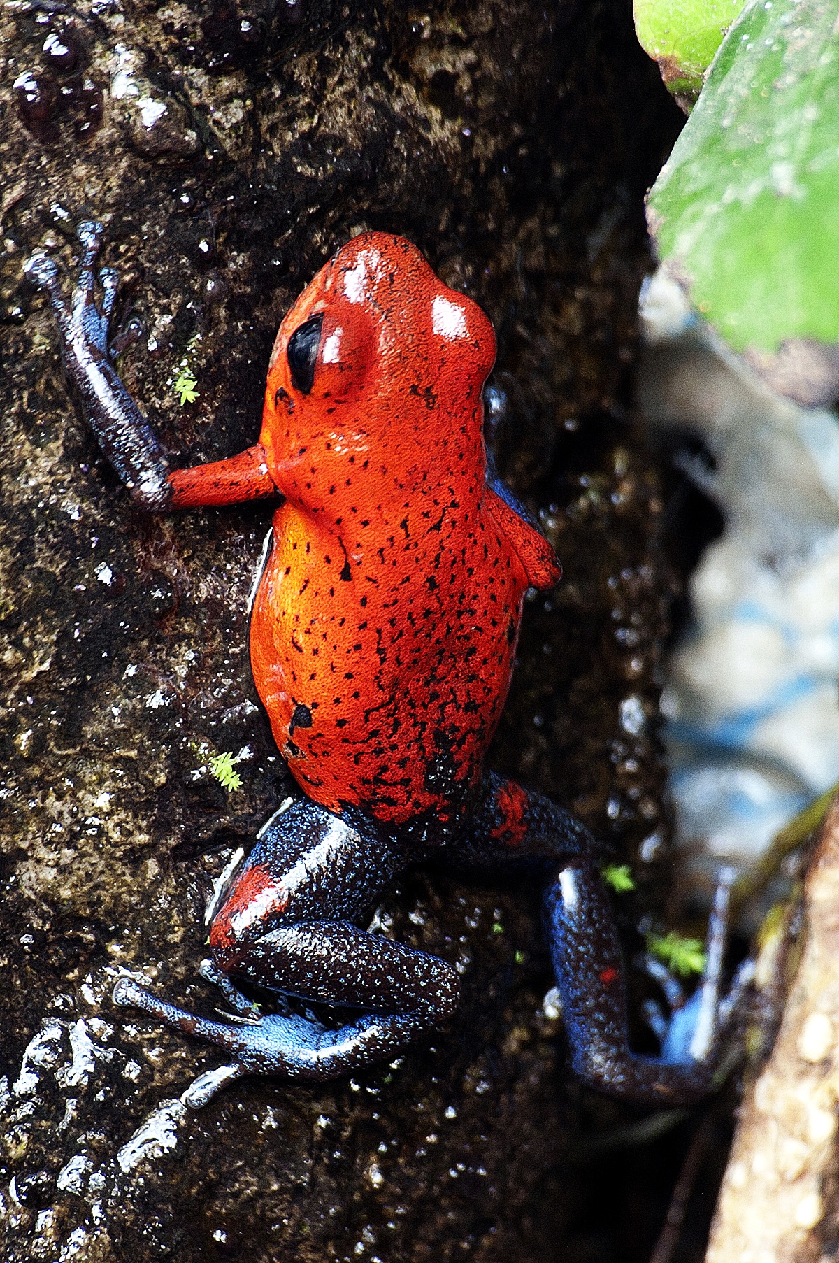 Jedovatá žabička Dendrobates pumilio v La Paz Waterfall Gardens, foto: Jakub Hrádek. Pentax K20D, Sigma 70–300 mm APO DG Macro Super, 1,6 s, F13, ISO 400, ohnisko 300 mm.