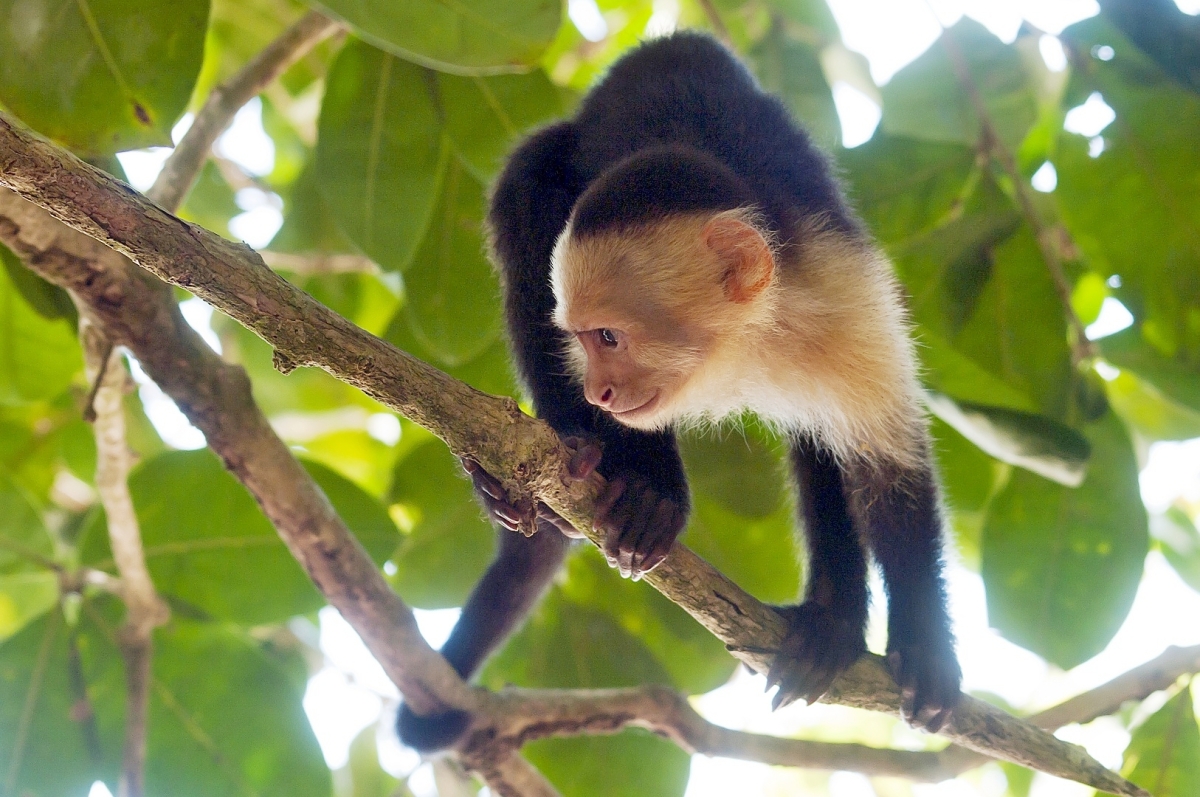 Malpa kapucínská v NP Manuel Antonio, foto: Jakub Hrádek. Pentax K20D, Sigma 70–300 mm APO DG Macro Super, 1/125 s, F6,3, ISO 800, ohnisko 70 mm.jpg