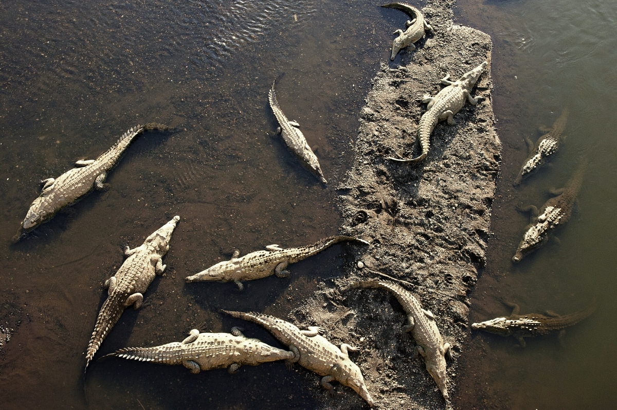 Skupina krokodýlů vyhřívajících se v řece Rio Tarcoles, foto: Jakub Hrádek. Pentax K20D, Sigma 24–70 mm F2,8 DG EX Aspherical, 1/125 s, F8, ISO 400, ohnisko 28 mm.