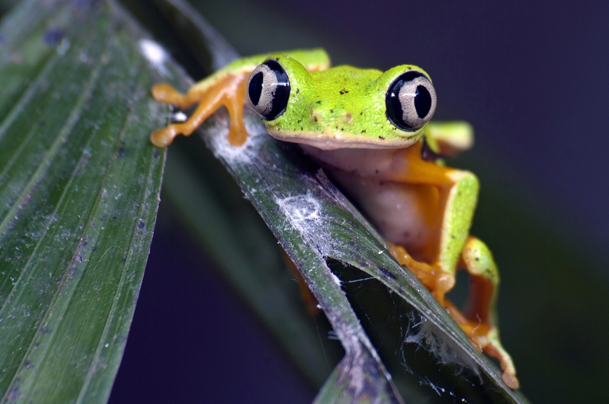 Listová žába, Arenal Natural Ecopark, foto: Jakub Hrádek. Pentax K20D, Sigma 70–300 mm APO DG Macro Super, 1,6 s, F11, ISO 200, ohnisko 300 mm.