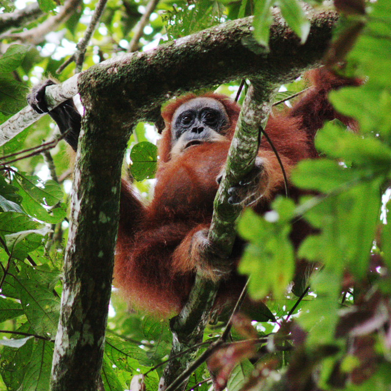 Takhle krásně nám ve větvích zapózovala březí orangutaní samice. Foto: Michal Skořepa. Canon EOS 450D, Canon EF 75–300 mm F4–5,6 IS USM, 1/160 s, F5,6, ISO 1600.jpg