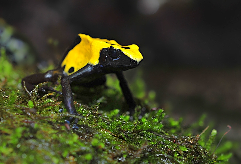 Pralesnička barvířská (Dendrobates tinctorius). Nikon D3s, AF-D Nikkor 60 mm F2,8G ED Micro, 1/30 s, F5, ISO 200.jpg
