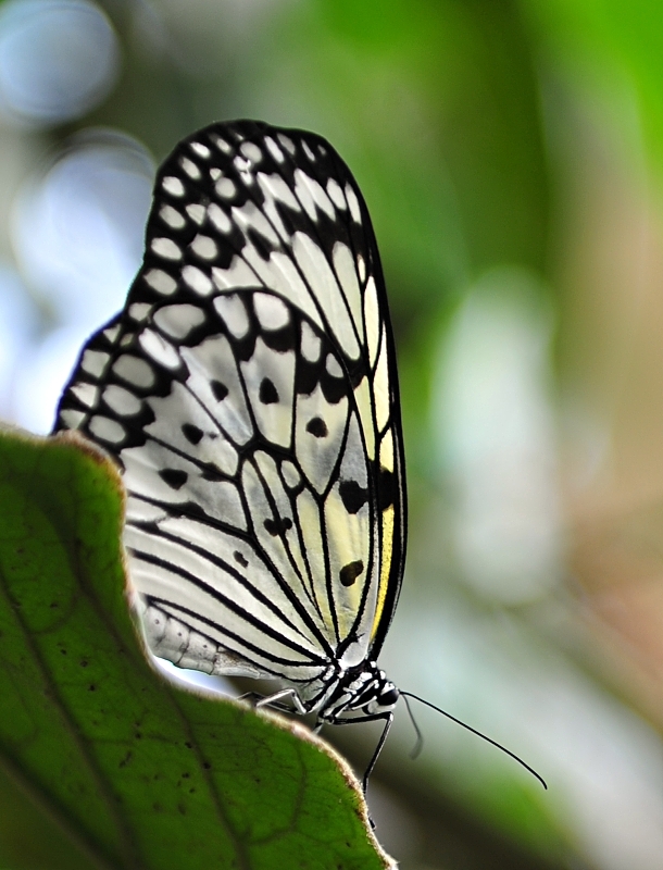 Idea Leuconoe. Známý též jako Paper kite, papírový drak, pro svůj jemný a pomalý let připomínající poletující papír. Tento krásný motýl patří do rodiny Nymphalidae, která má 22 poddruhů. Je nápadný velkými křídly a klidným letem. Není ptačí potravou, protože jeho tělo obsahuje jed (alkaloidy). Žije od jižní Číny přes Malajsii, Filipíny a na indonéských ostrovech v hustých deštných lesích. V Indonésii je však téměř vyhuben díky narušenému přirozenému životnímu prostoru. Nikon D3s, AF-S Nikkor 24–70 mm F2,85 ED-IF, 1/50 s, F2,8, ISO 200, ohnisko 70 mm.jpg