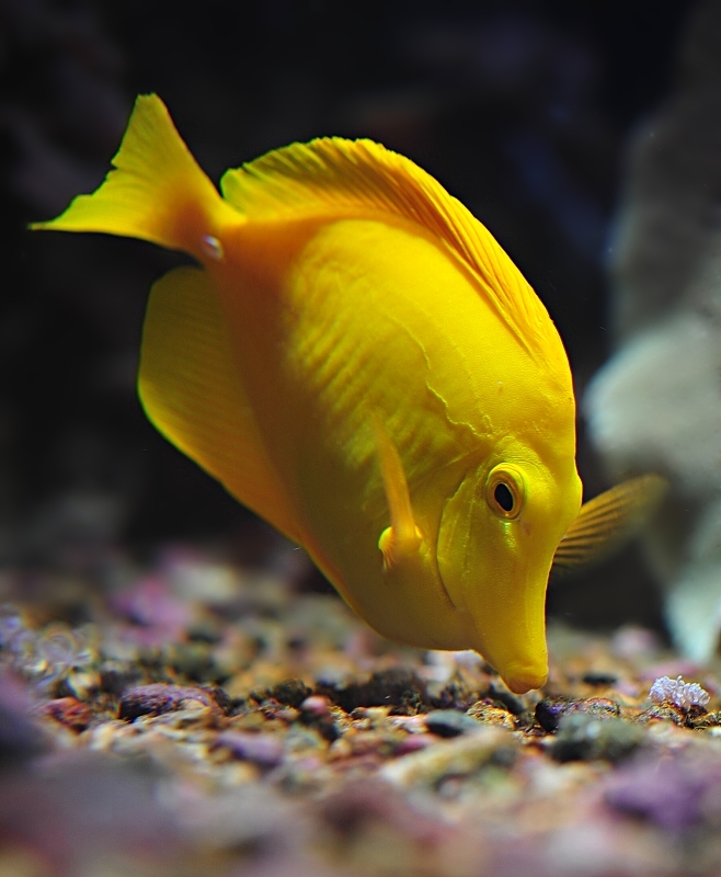 Rodlok žlutý (Zebrasoma flavesceus). Nikon D3s, AF-D Nikkor 60 mm F2,8G ED Micro, 1/50 s, F3, ISO 200.jpg