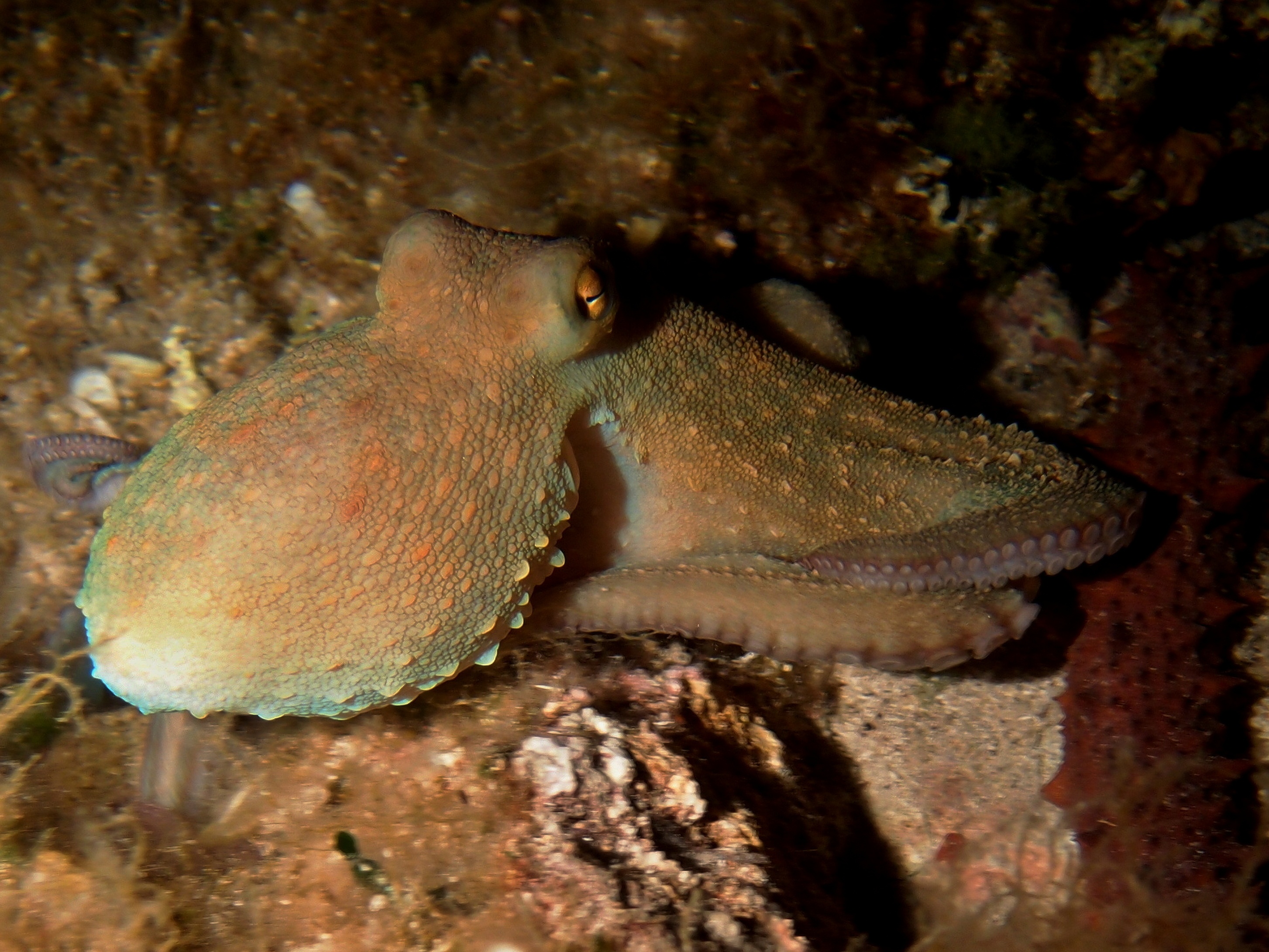 Chobotnice v hloubce 8 m, Olympus XZ-1, chorvatský ostrov Dugi Otok 2014, přisvícení lampou BETALIGHT 50 W
