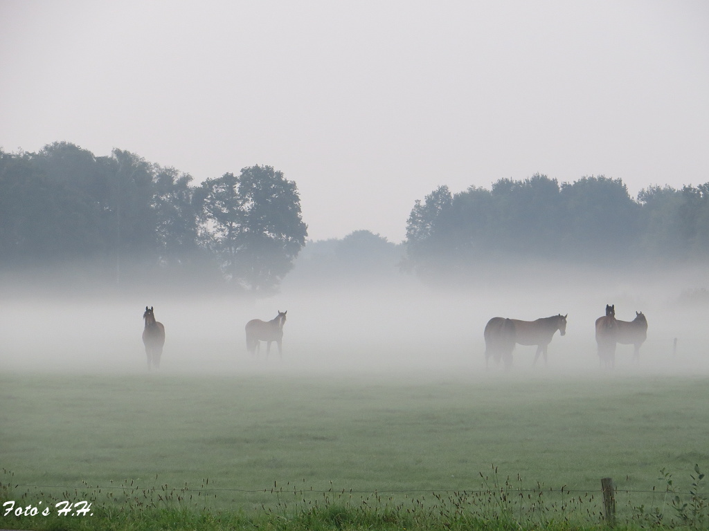 Autor: Harrie Huisman