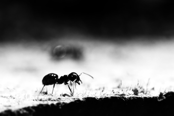 Ukázková makrofotografie. Černobílá navíc dodává fotce melancholickou náladu. Autor: Alena Bednářová