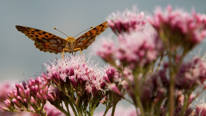 Ostrost je skoro tam, kde by měla být. Pořídit takovou fotku určitě nebylo jednoduché, chce to trpělivost a pohotovost. Autor: Keoki-foto