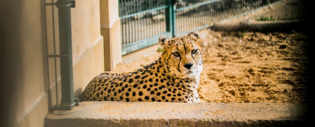 Gepard focený malinkou skulinkou v plotě. Díky clonovému číslu 1.8 plot nijak nenarušuje celkový dojem z fotografie. Sony a77, Sony DT 50/1,8 SAM, 1/250 s, f/1.8, ISO 50, ohnisko 50 mm 