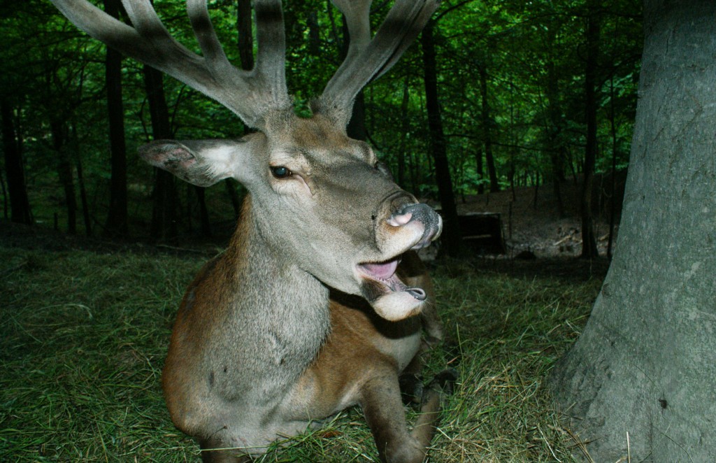 Fotografie jelena pořízená s použitím blesku. Na fotce je vidět nepřirozené světlo působící na zvíře a také mírný odlesk v očích. Sony a200, Sony 18-70/5,6, 1/60 s, f/8.0, ISO 400, ohnisko 18 mm 