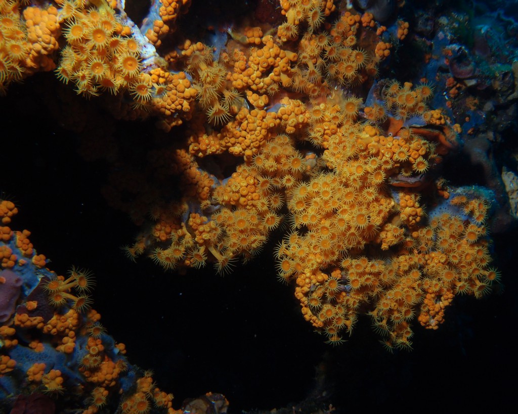 Velká kolonie sasankovců na podmořském útesu. Pořízeno ve dne v hloubce 39 m.  Olympus XZ-1, 1/160s, F5,6 ISO 100; externí blesk Inon S-2000 v STTL modu. 