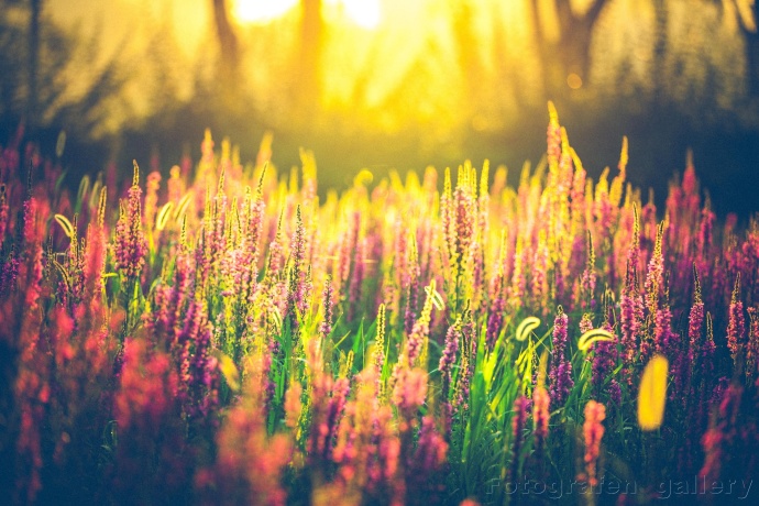 Pestrobarevná fotografie plná dobré nálady a světla zapadajícího slunce. Autor: Fotografen gallery 