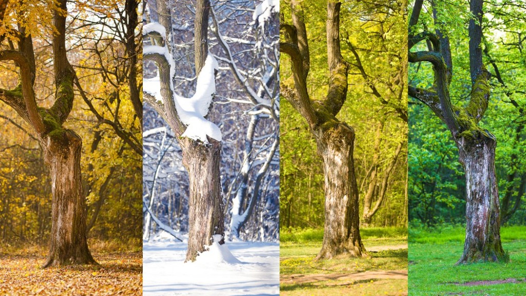 Jeden strom, čtyři roční období.jpg