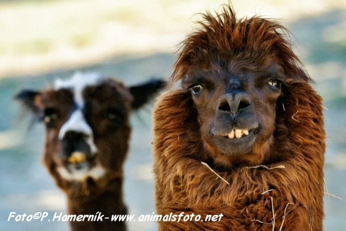 Autor: Petr Hamerník – www.animalsfoto.net