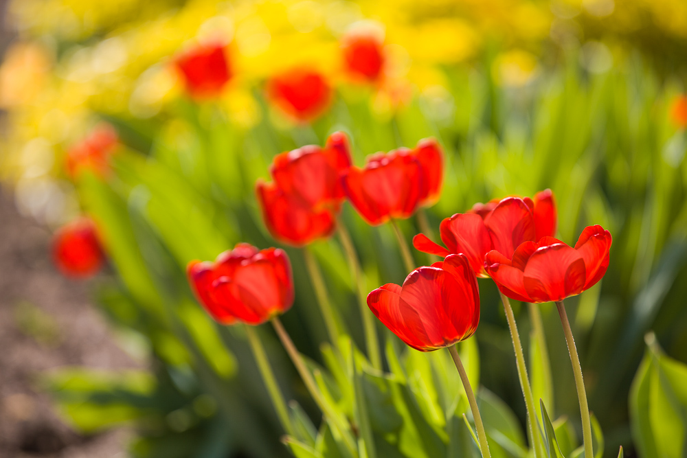 Tulipány s pozadím … dalších tulipánů. Canon 5D Mark II, Canon EF 70-200/2,8 IS II, 1/500 s, f/4.0, ISO 100, ohnisko 200 mm 