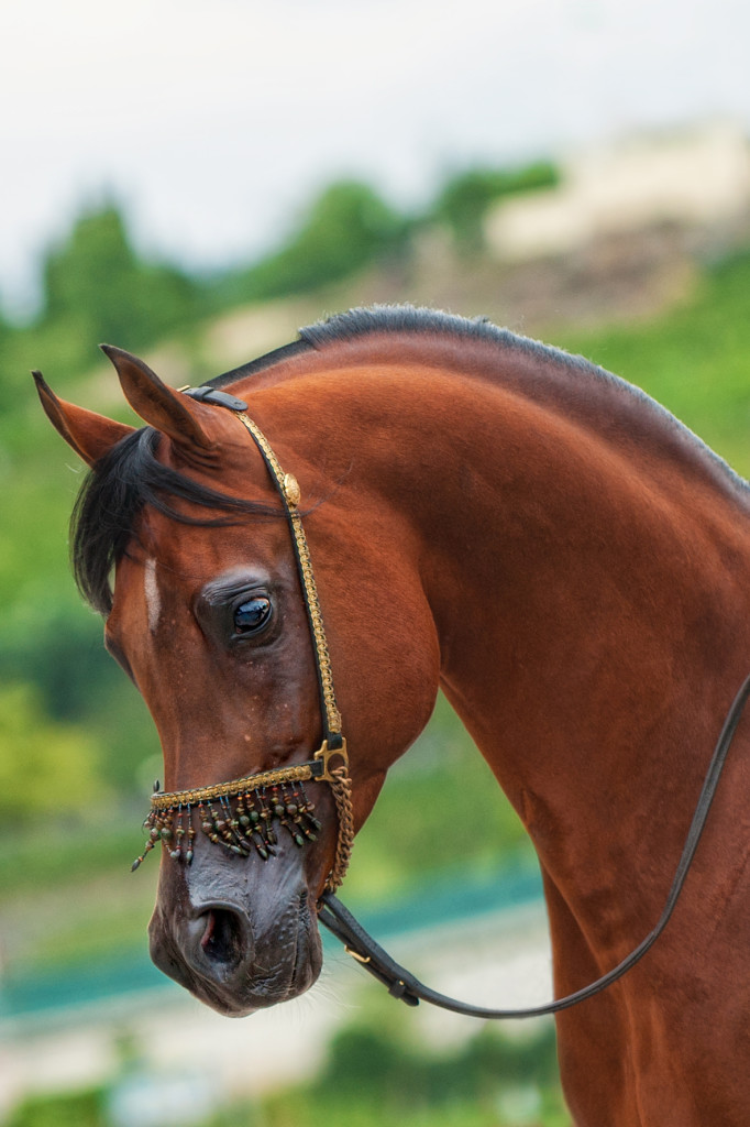 Zachyťte na fotografii i jezdecké vybavení – u arabského koně je například typická předváděcí ohlávka. 