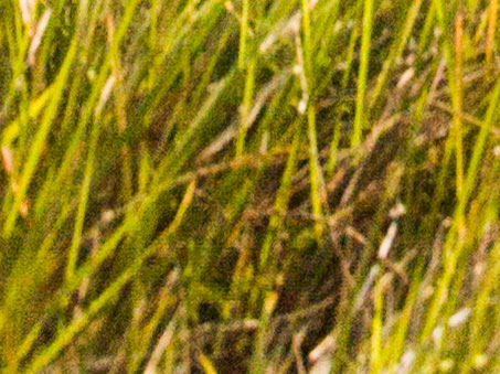 Šum v trávě (výřez ze snímku výše).jpg