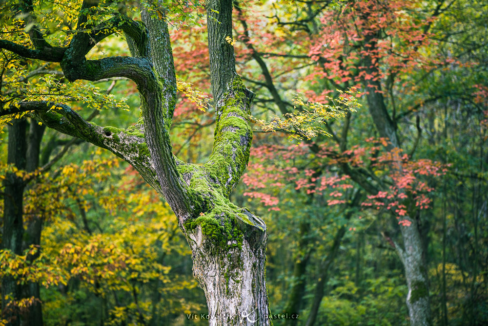 Detail stromu s různobarevným pozadím. Canon 5D Mark III, Canon EF 70-200/2.8 II, 1/100 s, f/2.8, ISO 200, ohnisko 142 mm