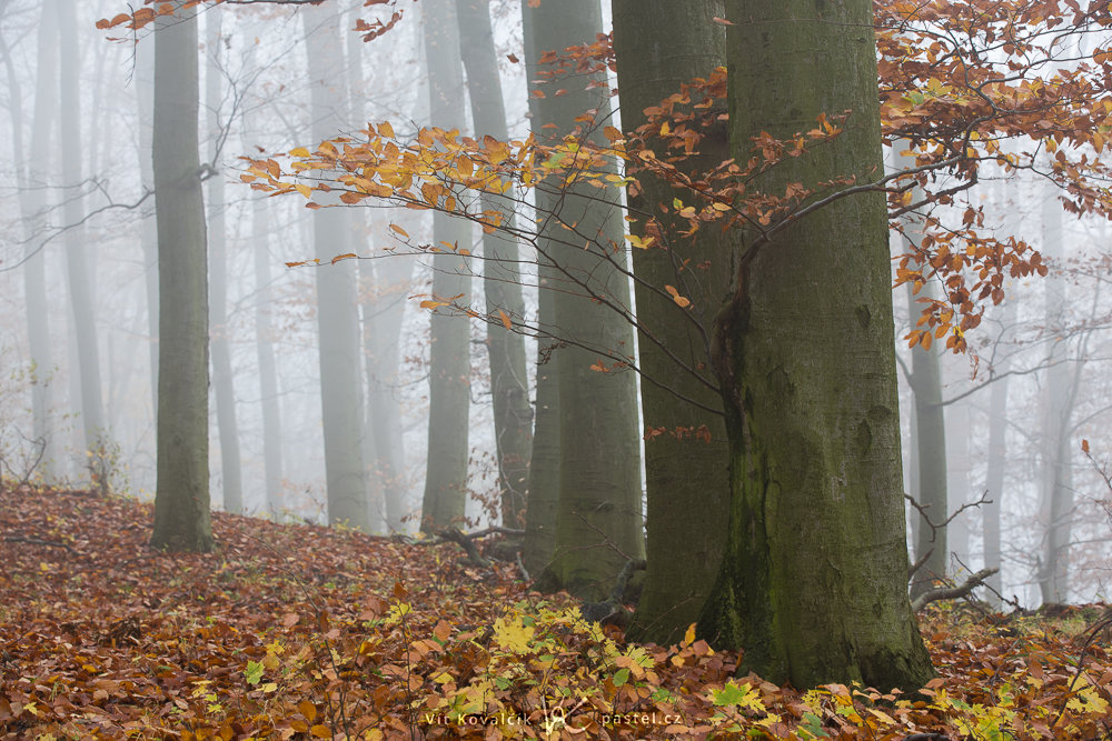 Les focený přímo z mlhy. Barevné listí kontrastuje s neutrálním pozadím. Canon 5D Mark III, Canon EF 70-200/2.8 II, 1/30 s, f/8.0, ISO 200, ohnisko 90 mm