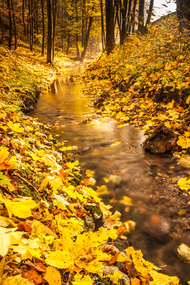 Lesní potůček je dokreslován spoustou podzimního listí. Canon 40D, Sigma 18-50/2.8, 3.2 s, f/14, ISO 100, ohnisko 18 mm