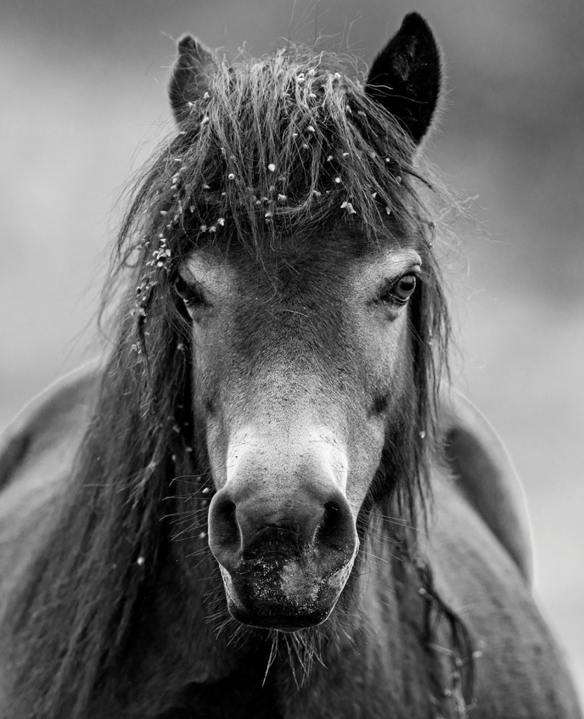 Portrét koně. Nikon D800, Nikon 80–400/4.5-5.6, 1/250 s, f/5.6, ISO 640, ohnisko 400 mm