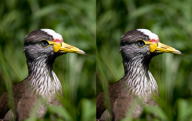 Rozdíl mezi dvěma fotografiemi, z nichž první nebyla po zmenšení doostřena (vlevo) a druhá byla (vpravo).