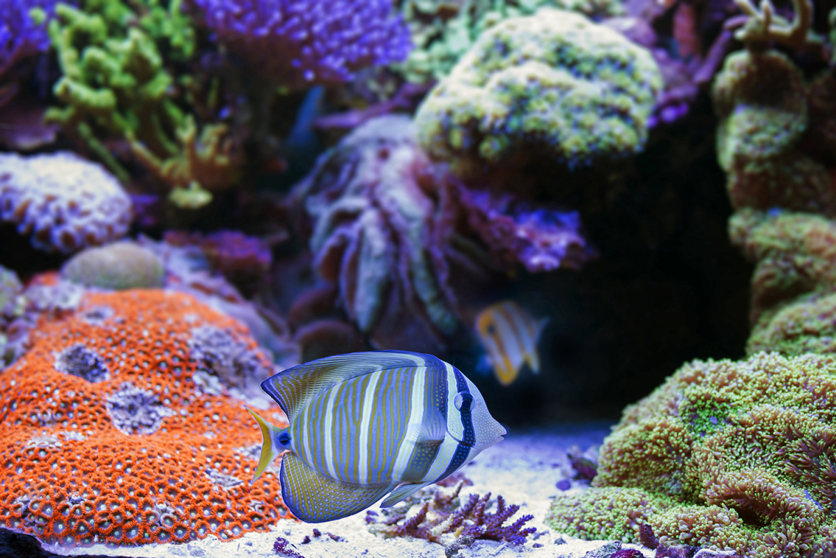 Mořské akvárium, v popředí bodlok plachtonoš (Zebrasoma veliferum). Nikon D800, Tamron 35/1.8, 1/80 s, f/3.5, ISO 800, ohnisko 35 mm