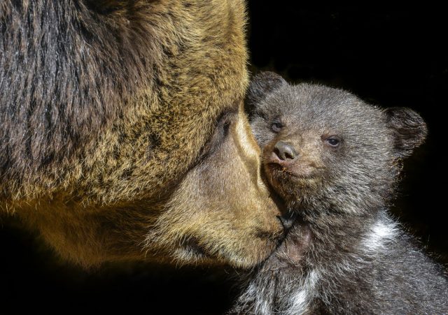 Jak fotit zvířata v zoo: medvědice s mládětem.