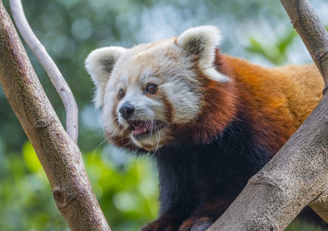 Jak fotit zvířata v zoo: panda červená fotografovaná s korekcí expozice.