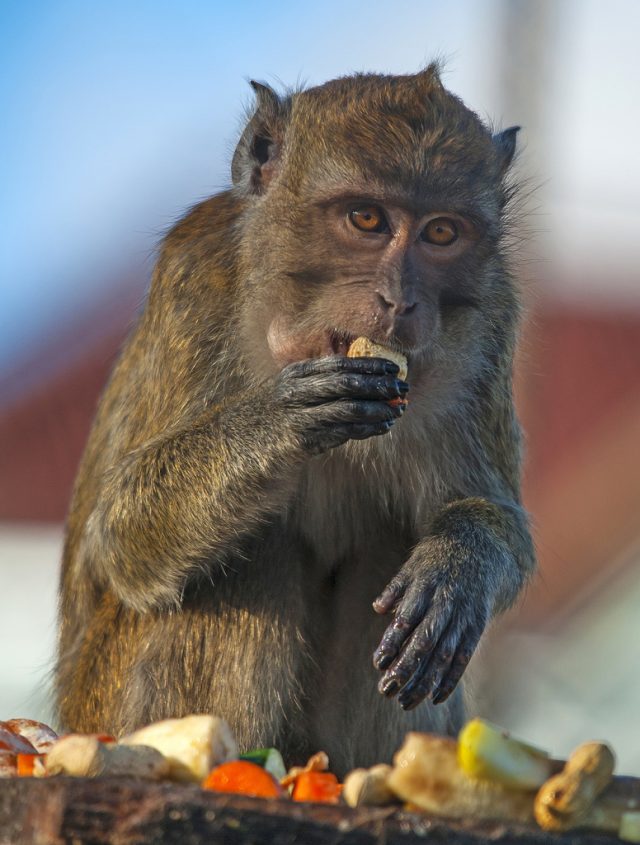 Jak fotit zvířata v zoo: pavián.