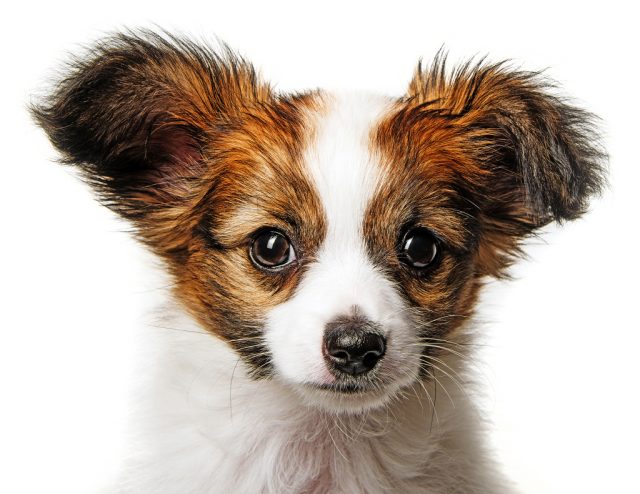 Fotografování psů: psí portrét s bílým pozadím.